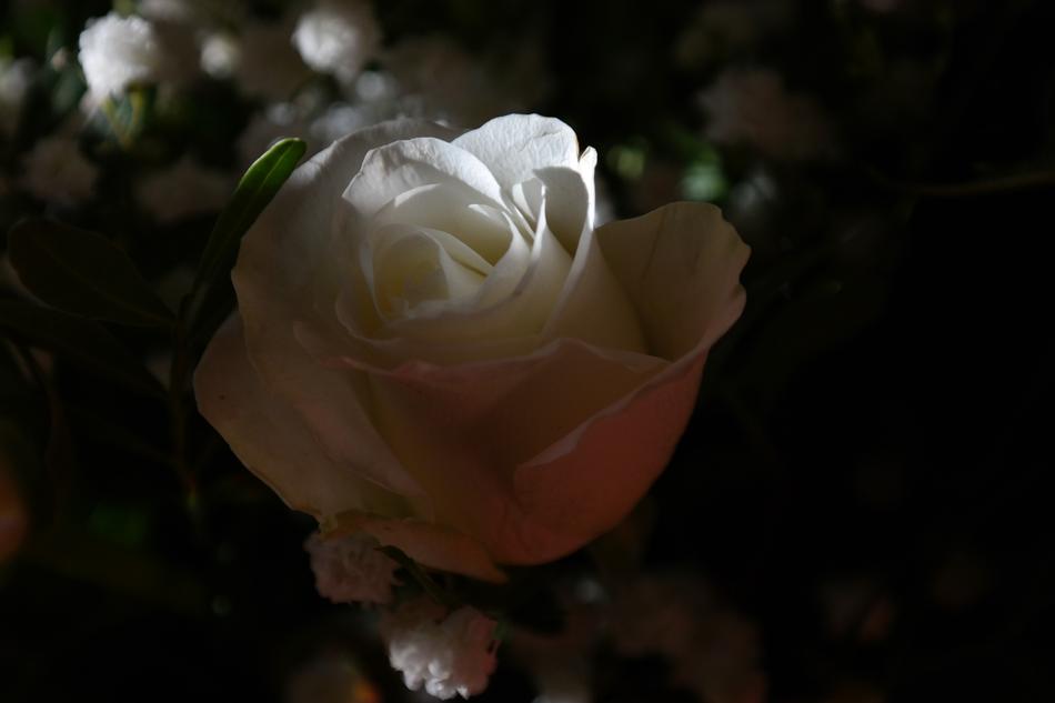 White Rose in dsrkness