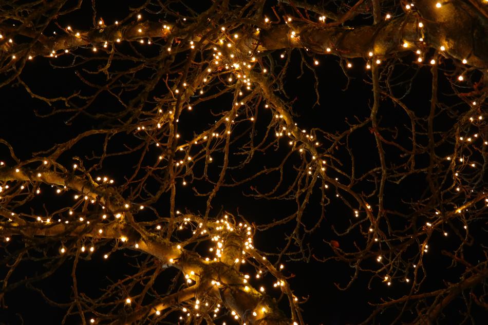 gorland on a tree in the dark
