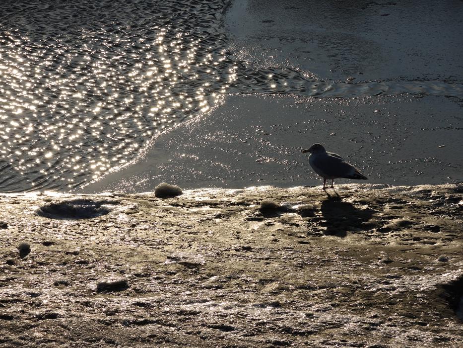 Seagull Dike North