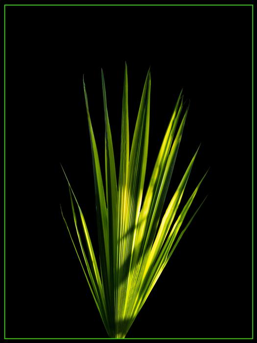 Palm Leaf New