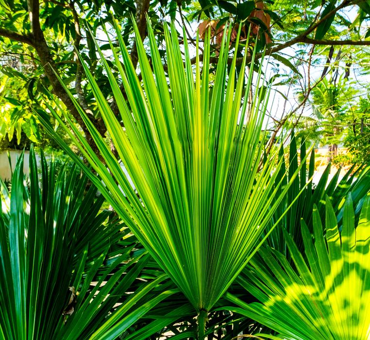 Palm Leaf New