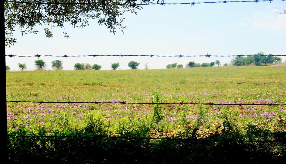 Wire Barbed Obstacle