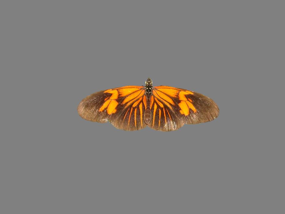 Mot Nice Butterfly