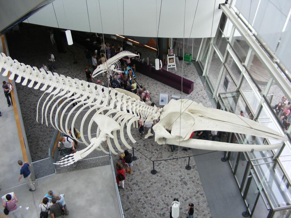 Stralsund Ozeaneum Whale Skeleton