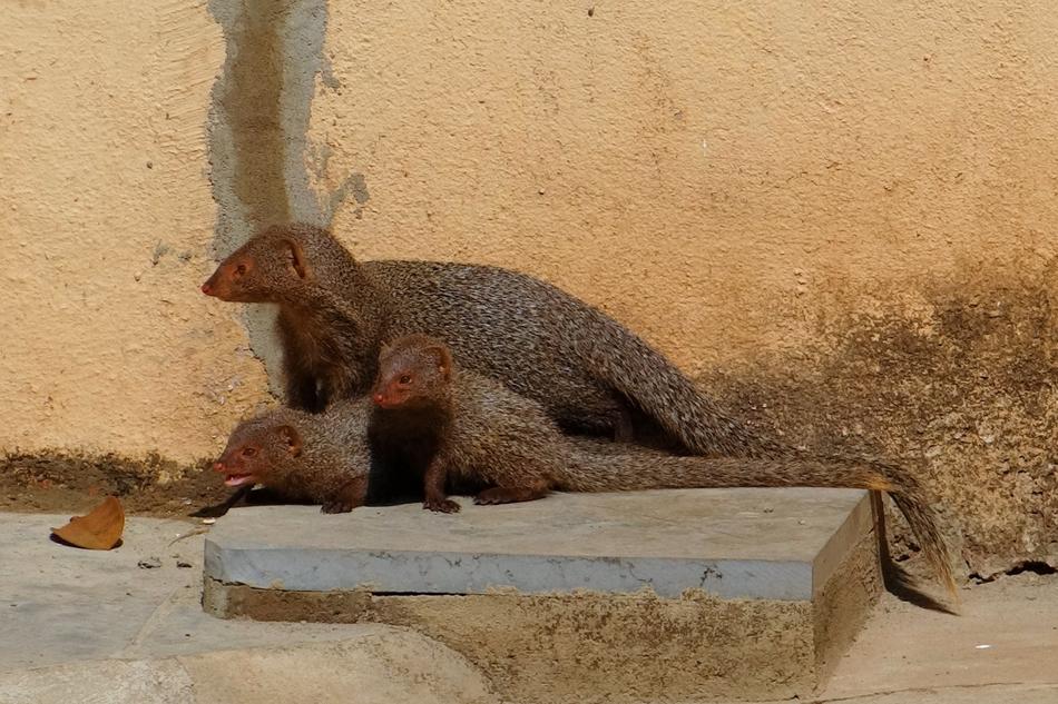 Mongoose family, mother with two pups