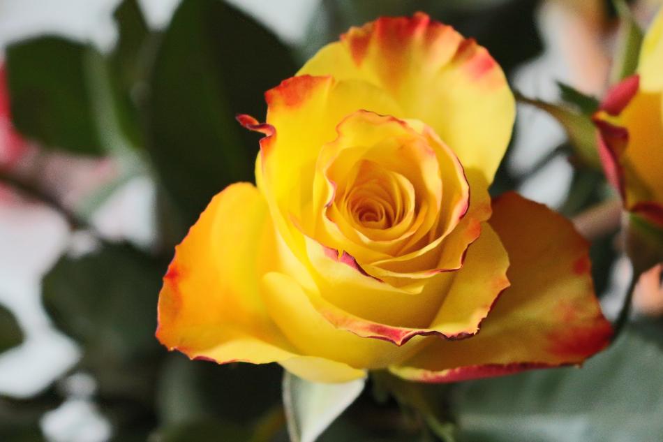 fabulous Rose Yellow