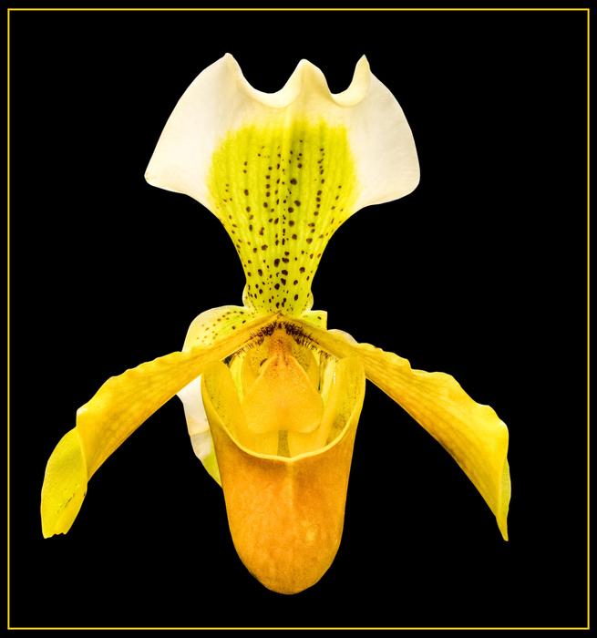 Slipper orchid, beautiful yellow Blossom