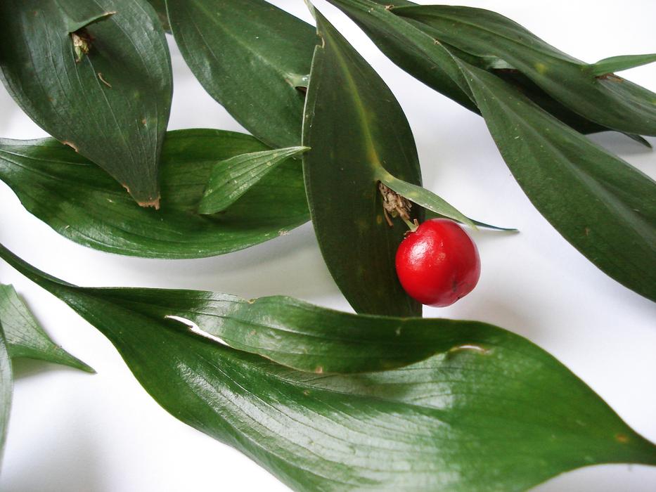 Ruscus Rabbit Nozzle Atdili River