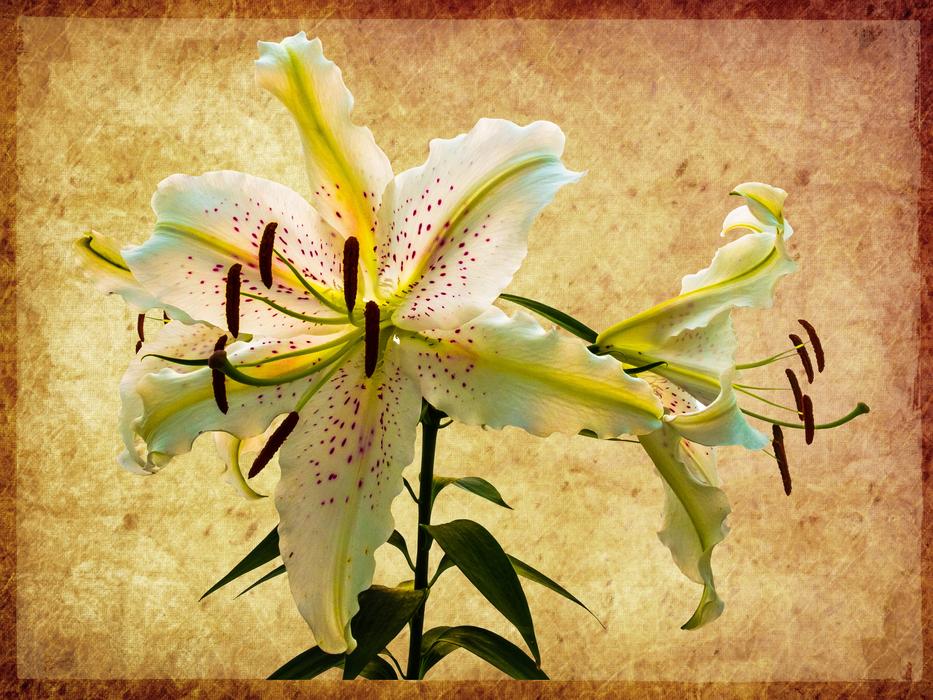 goodly Orchid Blossom