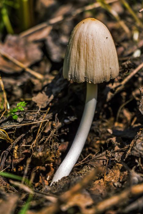 fabulous Mushroom Fungus