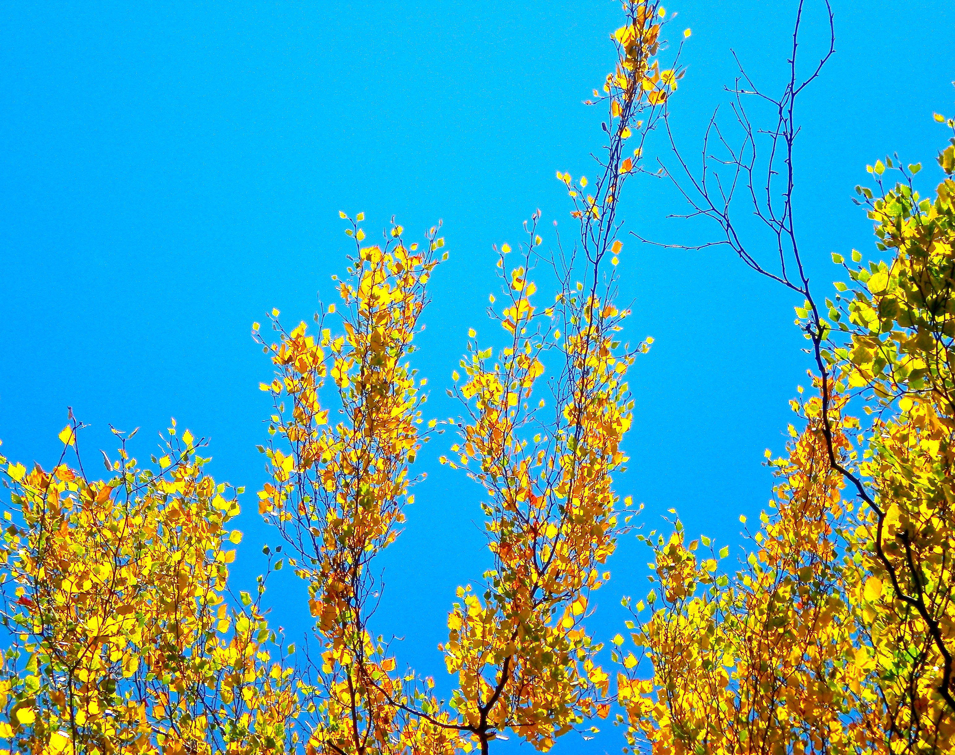 Осенние березы на голубом небе