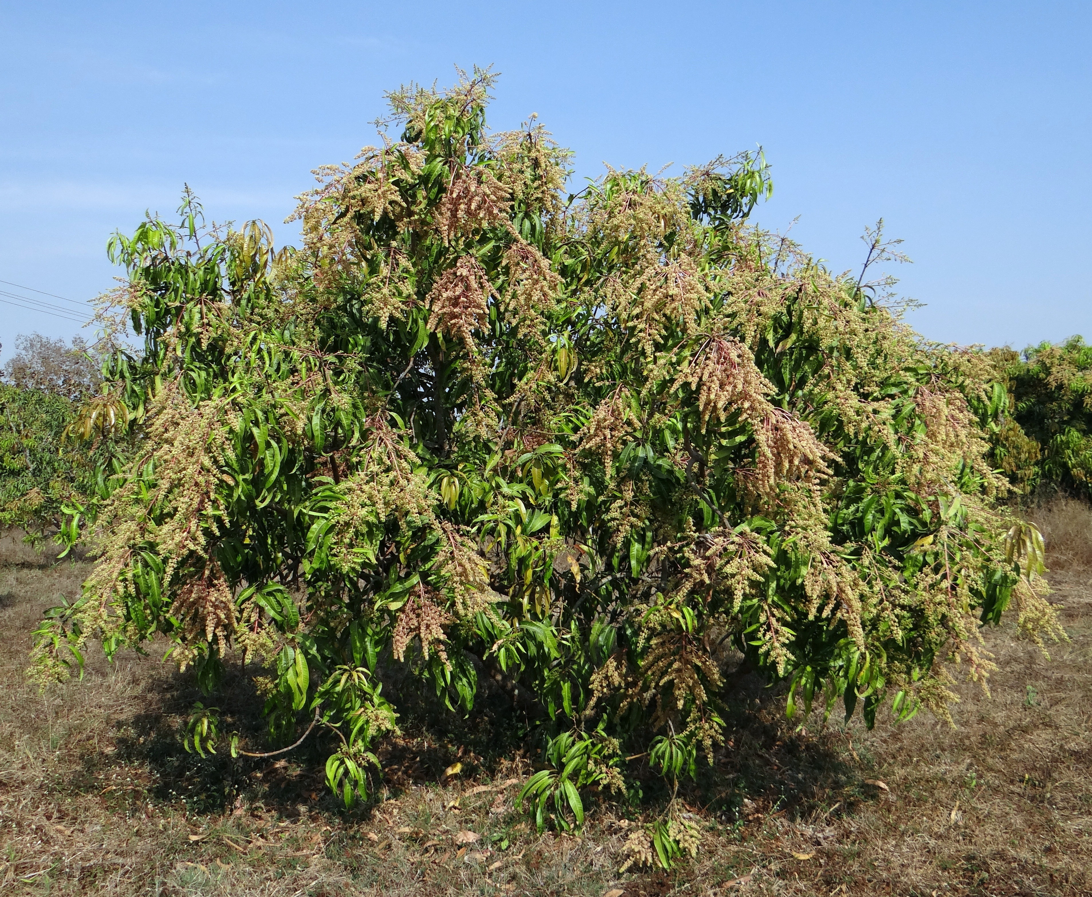 Free image/jpeg, Resolution: 3815x3133, File size: , <b>Mango</b> Tree Mangifera I...