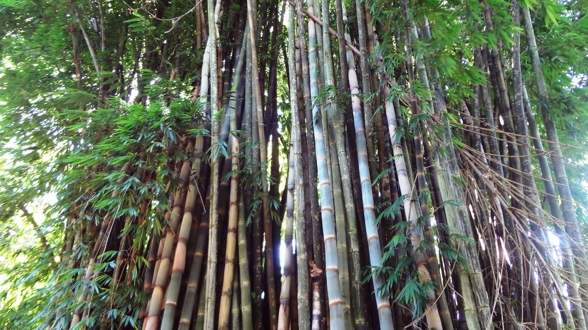 Бамбуковые Рощи Австралии