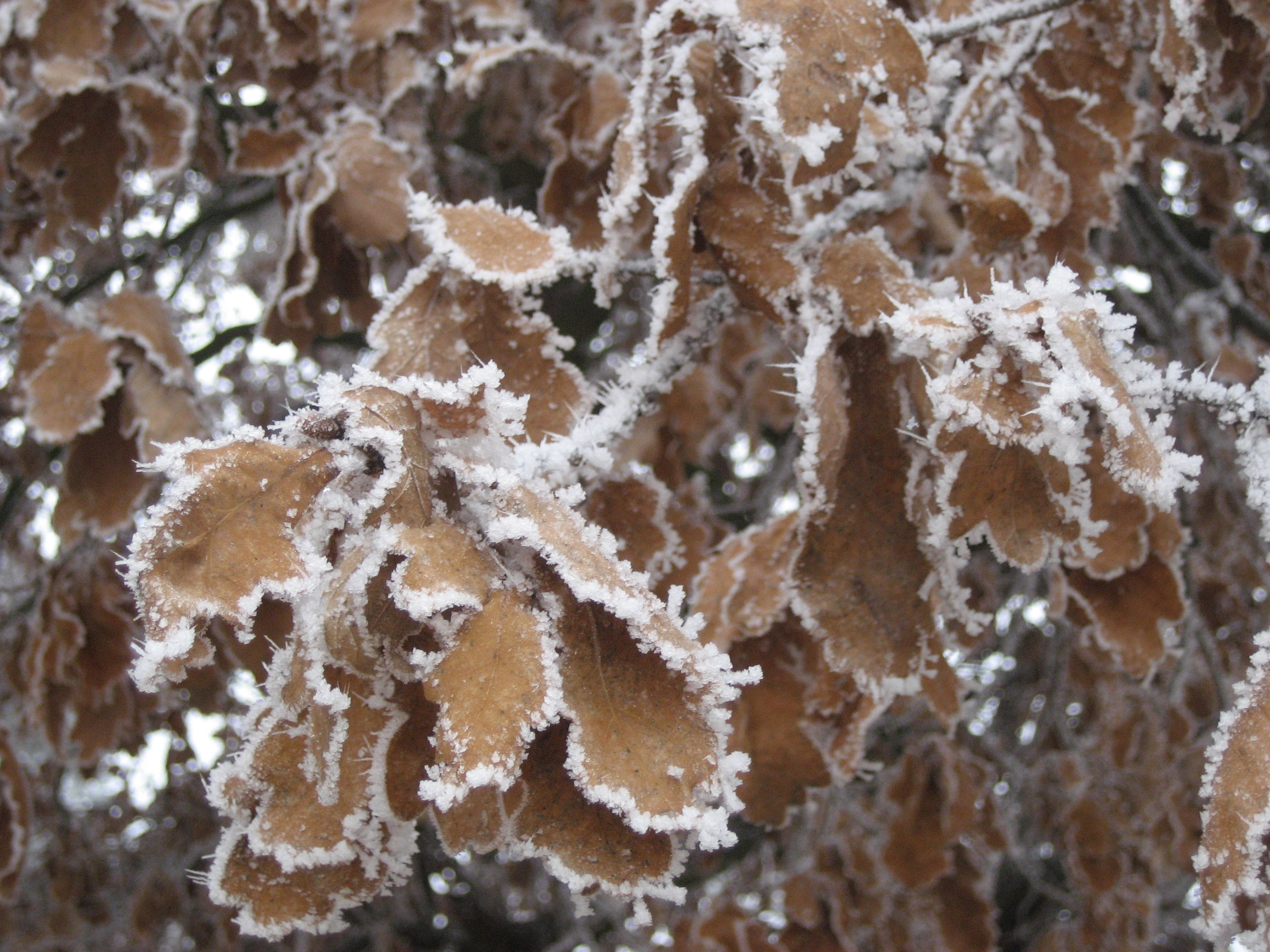 Frost Hoarfrost Cold Free Image Download   6134343 