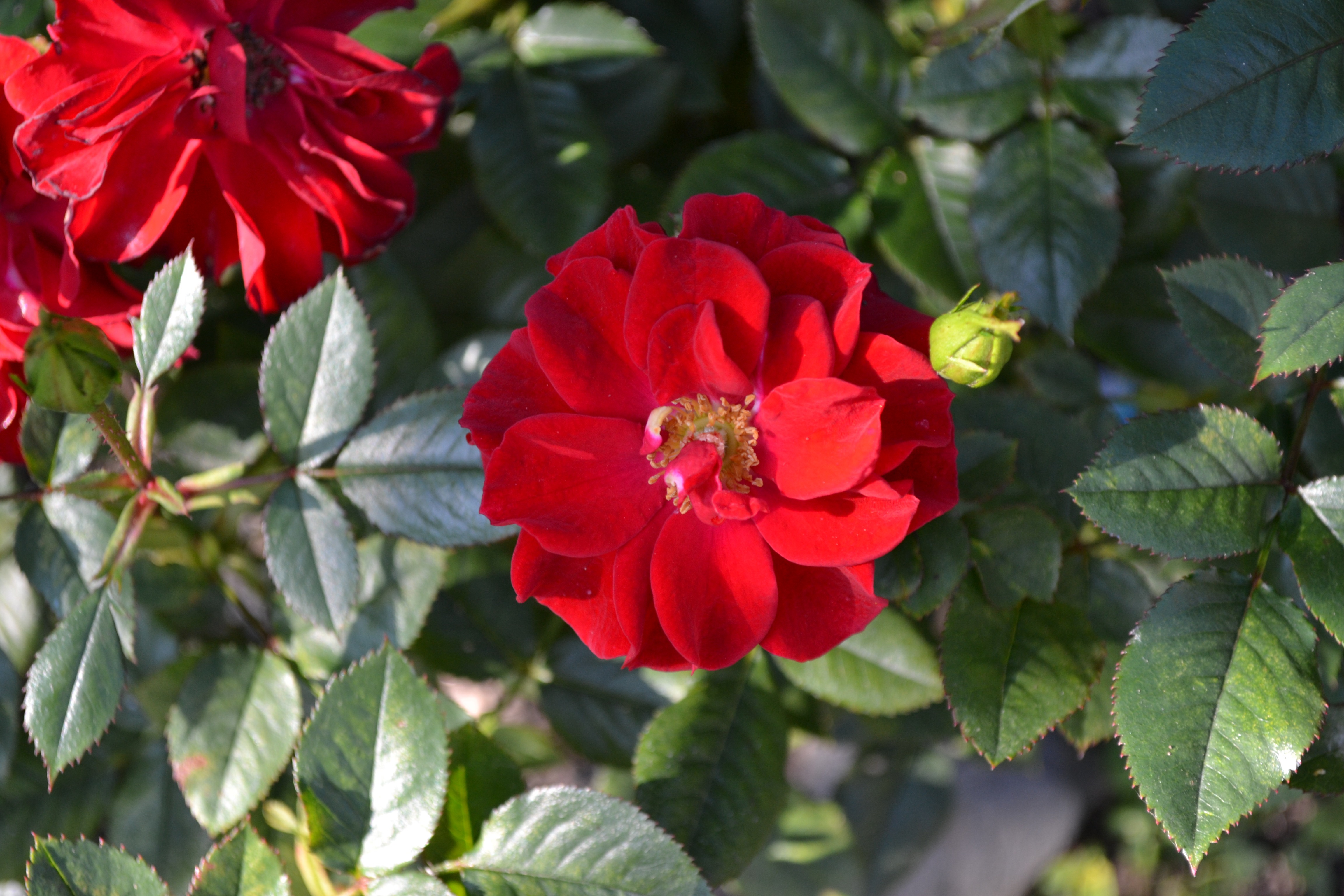 Rose Red Floribunda Free Image Download