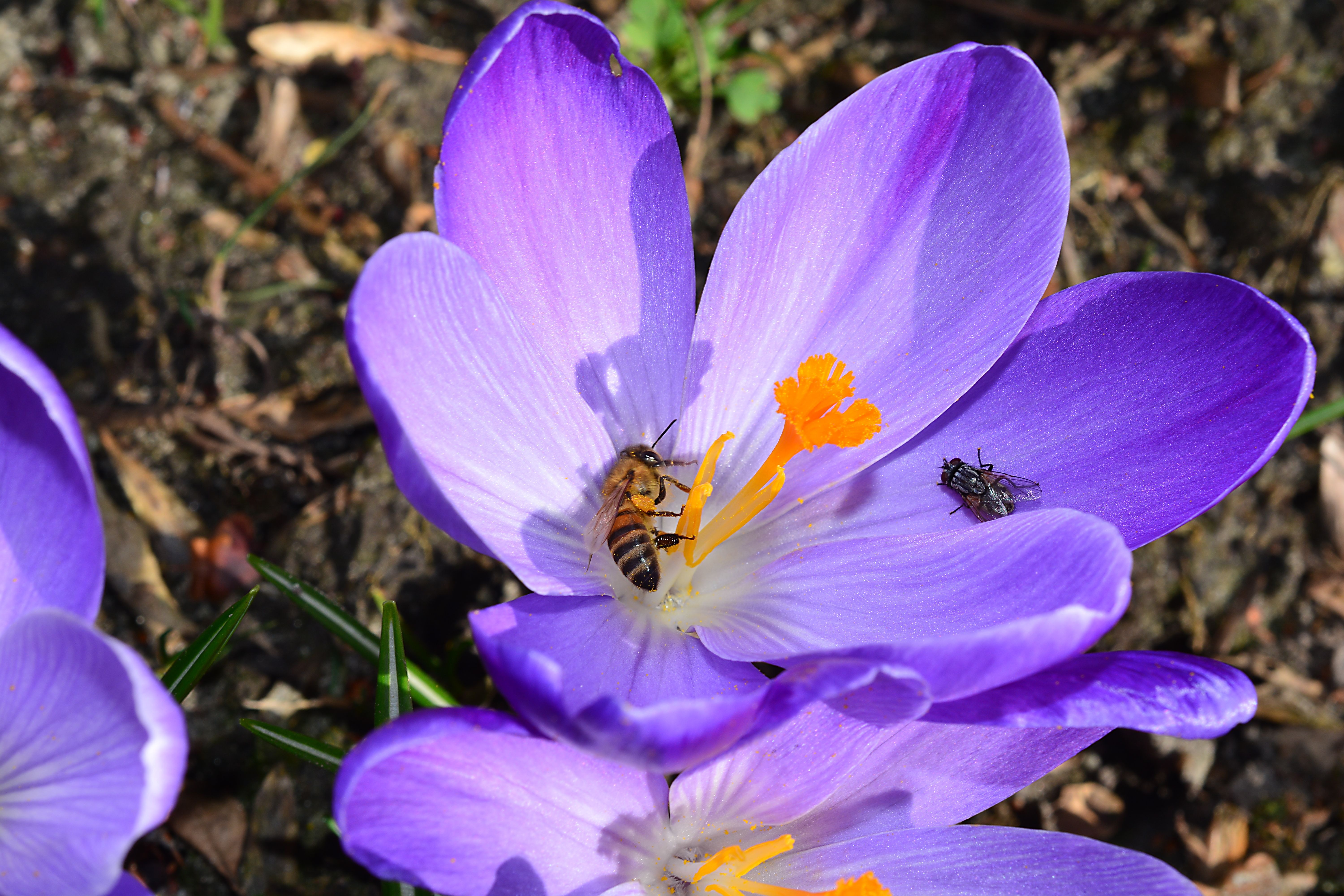 Crocus fleur