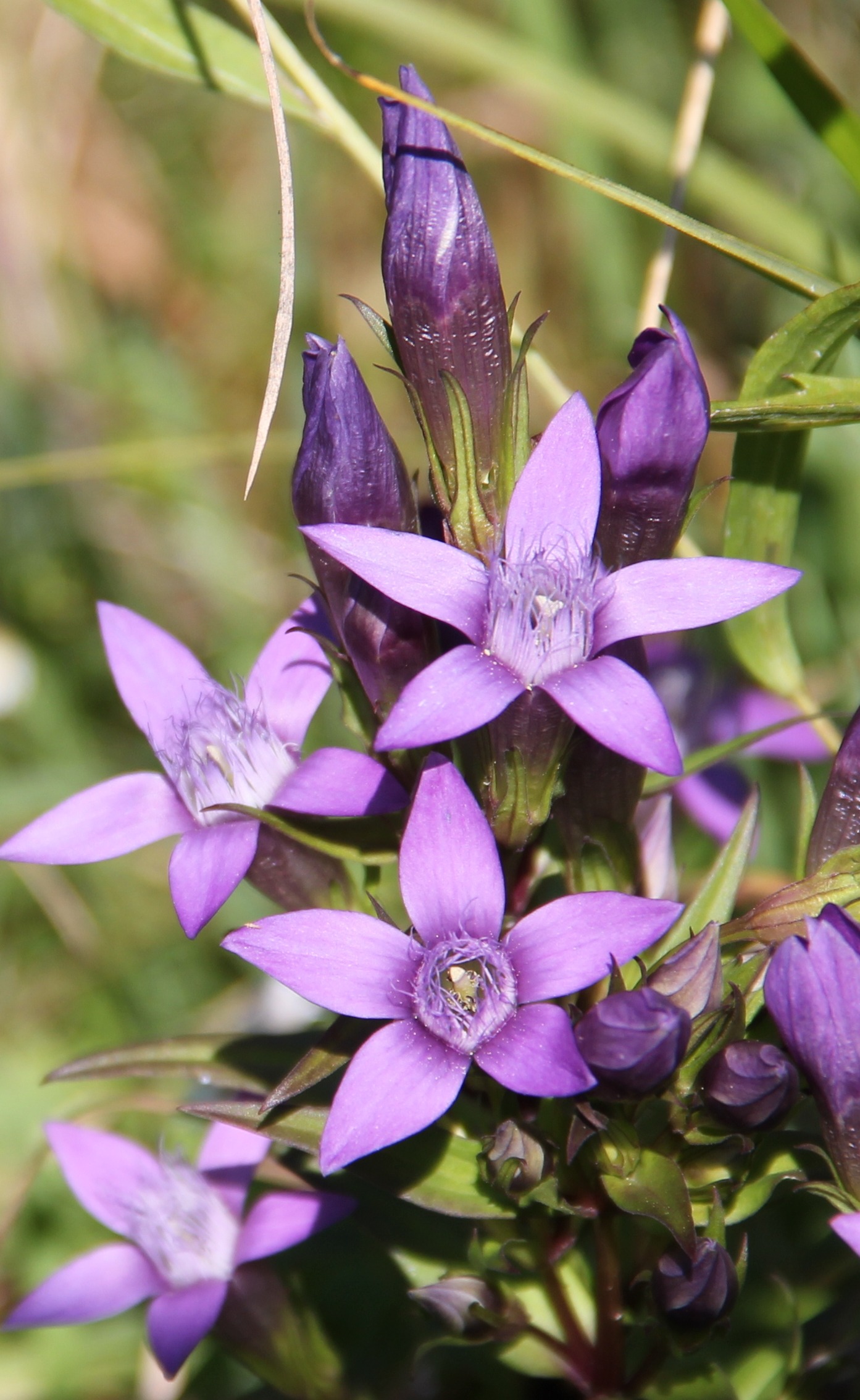 German Gentian Wild Flower Purple free image download