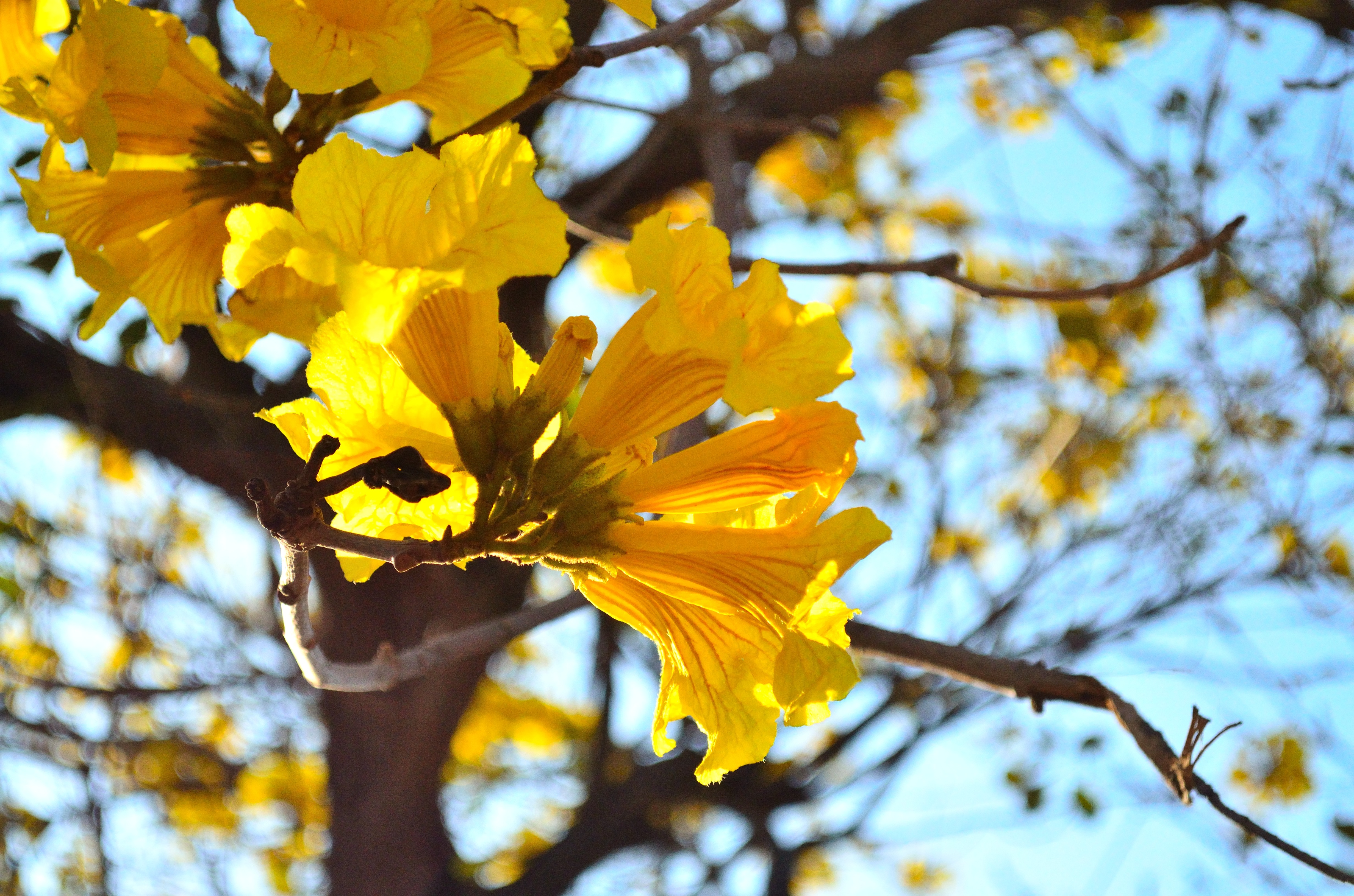 Желтое дерево