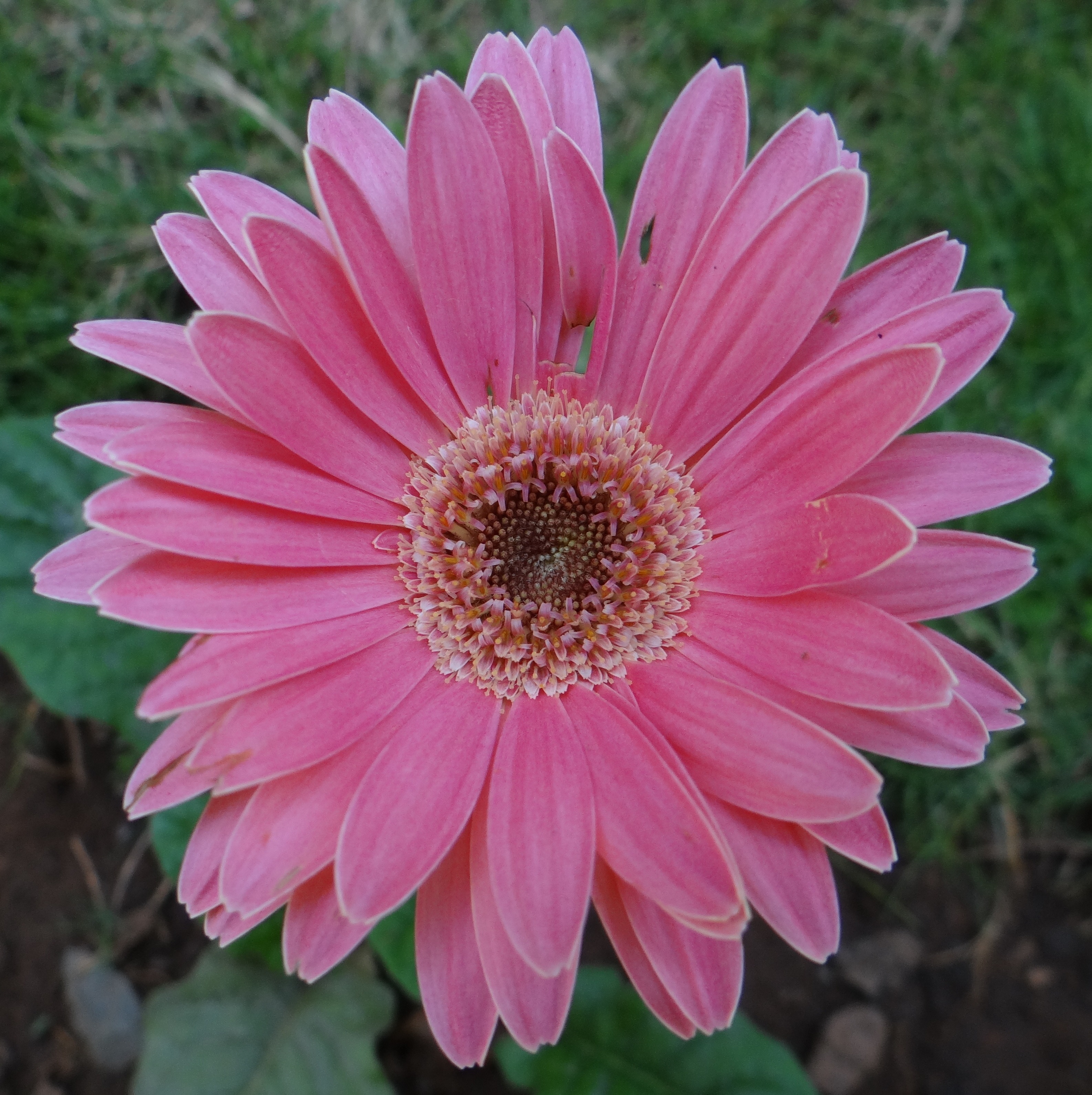 Pink Gerbera Asteracea Flower free image download