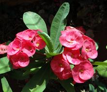 wonderful Euphorbia Pink Flower