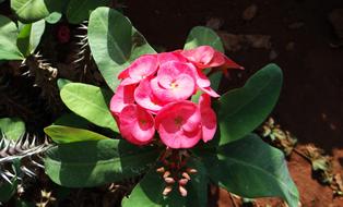 Euphorbia Pink green Flower