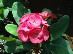 Euphorbia Pink garden Flower
