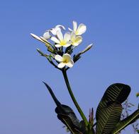 perfect Plumeria White Frangipani