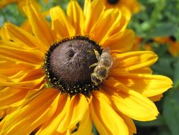 fabulous Sunflower and Bee