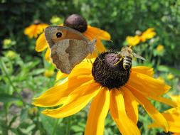 Sunflower Bee Butterfly Close