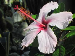 goodly Mediterranean Ischia Hibiscus