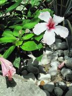 Mediterranean Ischia Hibiscus