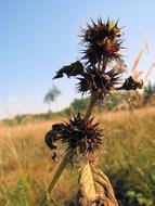 Thistle Prickly Summer Close