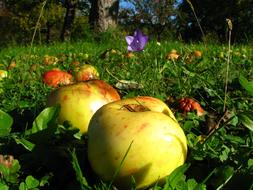 Orchard Meadow