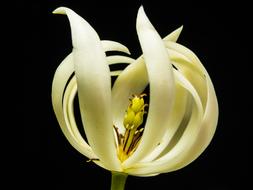 incredibly beautiful cute Flower