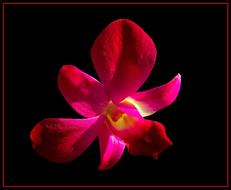macro photo of a red orchid bud on a black background