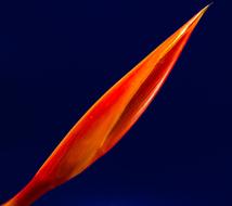 perfect Flower orange