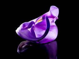unusually beautiful purple cute Flower