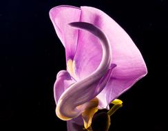 goodly pink Bloom Flower