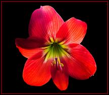 impressively beautiful red Flower