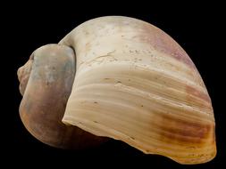 Shell Snail