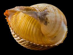 Shell Snail