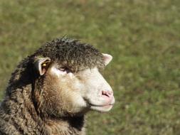 Sheep Spring