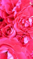 absolutely beautiful Roses Red