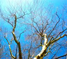 Birch Tree Blue Sky