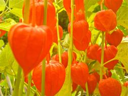red Flowers of Physalis