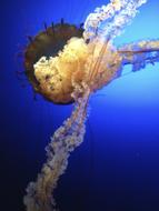 Jellyfish Blue Creature Deep Sea