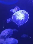 Jellyfish Blue White