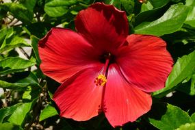 red beautiful Hibiscus Blossom