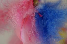 pink and blue feathers, close-up