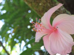 Hibiscus Pink